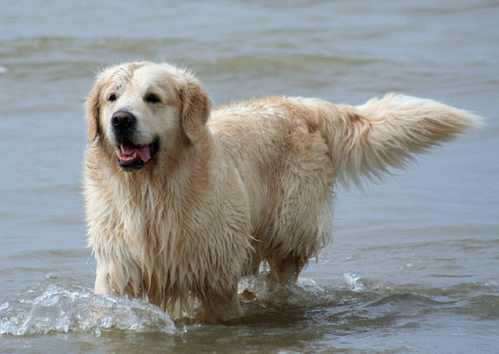 Rbus (5 ans 1/2) est un chien qui adore l'eau